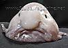 Blobfish.jpg