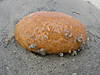 DSCN0050.JPG